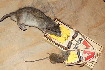 mouse trapping